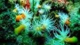 海底の花園　サンゴの美～沖縄　慶良間諸島～